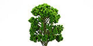 Мастер-класс по плетению из проволоки: Дерево для Птицы удачи Декоративные деревья из проволоки