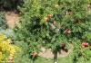 Гранатовое дерево: описание, виды, выращивание, уход и размножение
