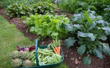 Какие овощи можно выращивать в тени?