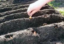 Как правильно вырастить репчатый лук из севка крупным